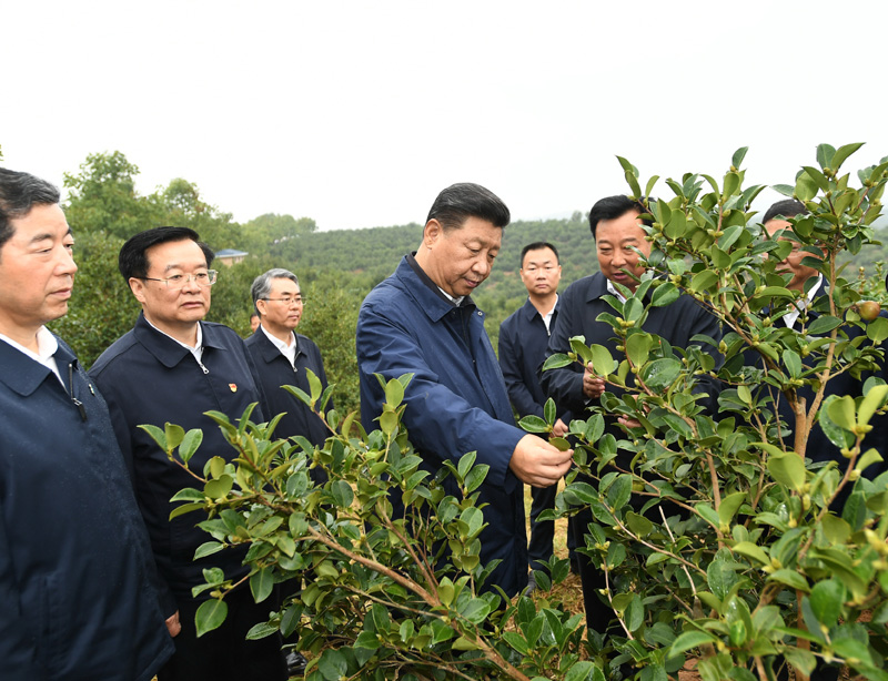 　　9月16日至18日，中共中央總書記、國(guó)家主席、中央軍委主席習(xí)近平在河南考察。這是17日上午，習(xí)近平來到信陽(yáng)市光山縣槐店鄉(xiāng)司馬光油茶園，實(shí)地察看油茶樹種植和掛果情況。新華社記者 謝環(huán)馳 攝